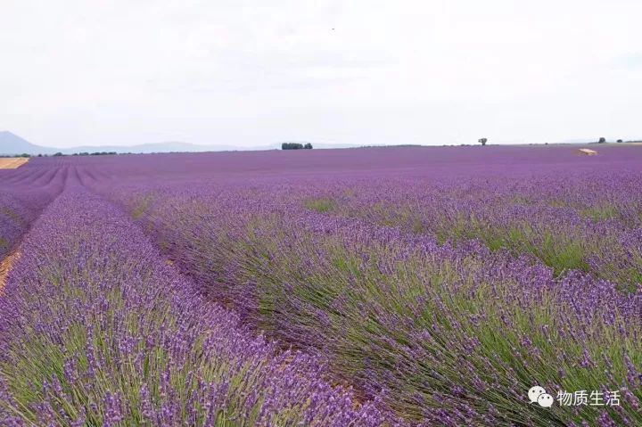 全球购 ▏爱旅行，更爱购物